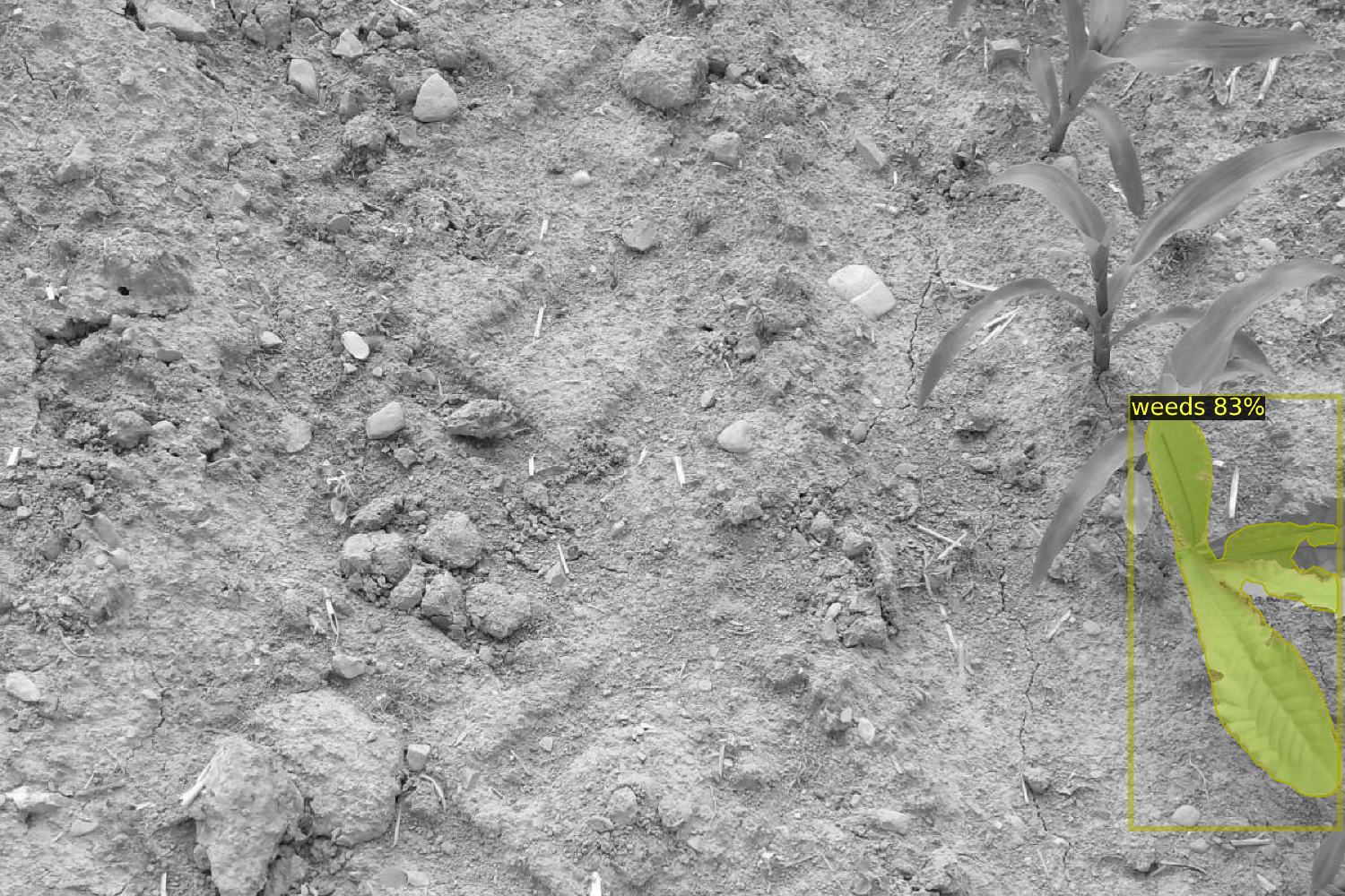 an grayscale image of the ground with the exception of a dandelion leave in color. There is also a bounding box surrounding the leave with the title: weeds 83%.